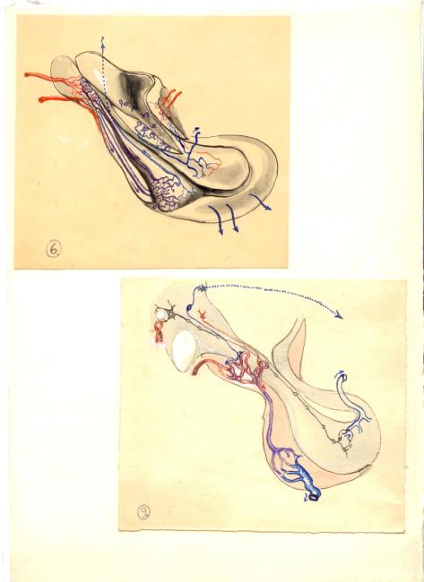 Anatómiai rajz, hipofízis 